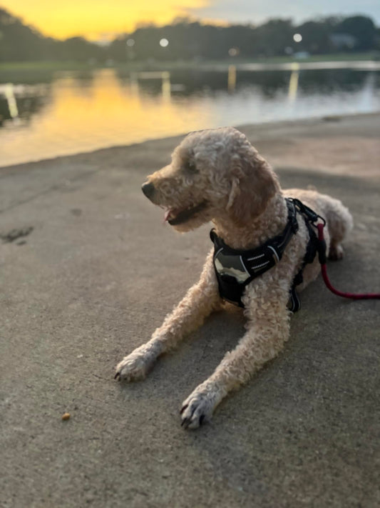 5 Signs Your Dog Needs a Better Harness (And What to Switch To)