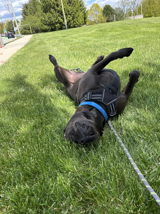 How to Measure Your Dog for a Harness (And Get the Fit Right First Time)