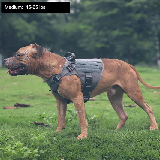 How to Measure Your Dog for a Harness: The Complete Guide