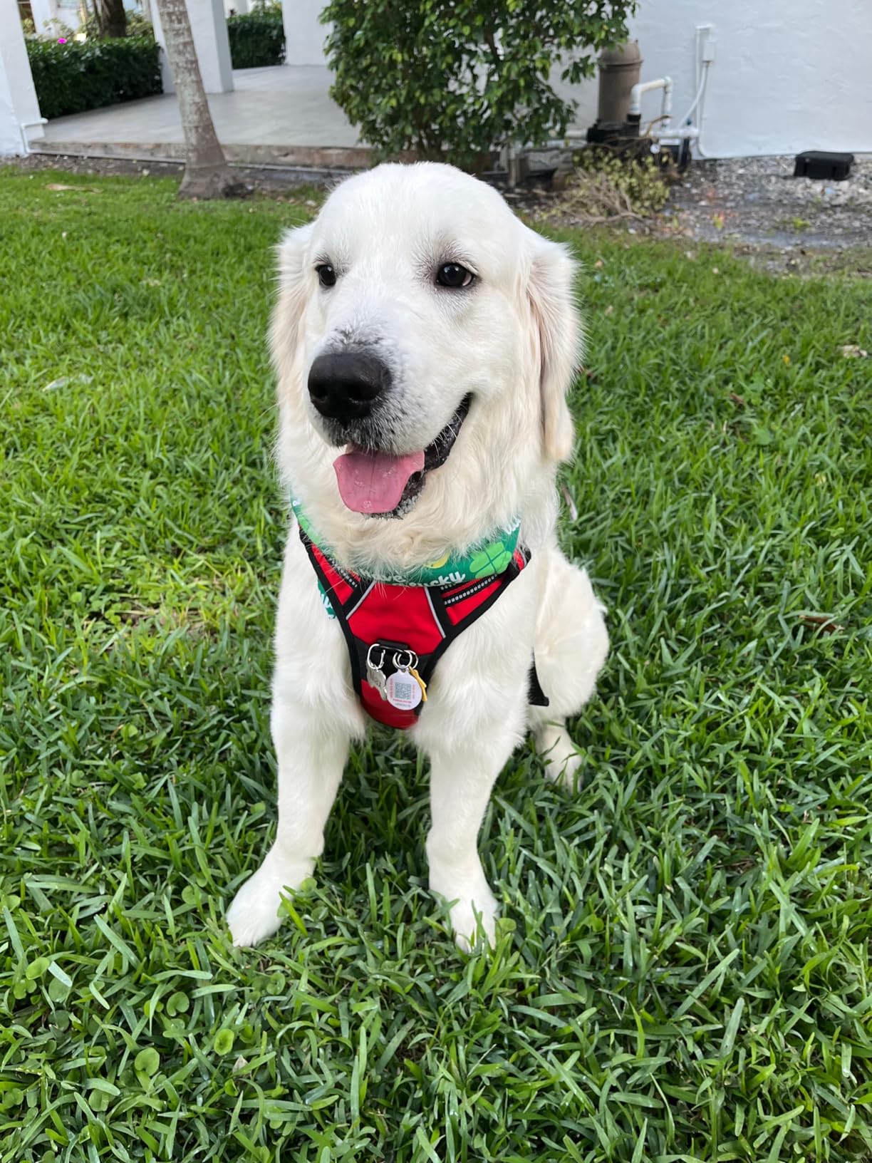 Premium Harness